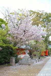 北野天満宮の桜2018