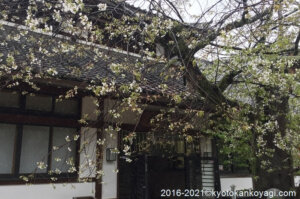 北野桜2021