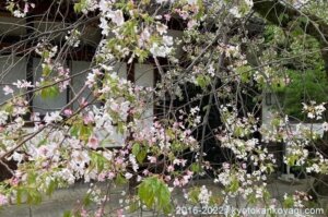 北野桜開花状況2022