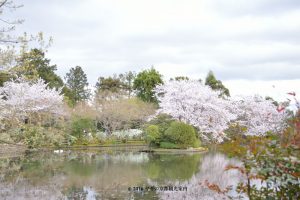 桜と鏡容池
