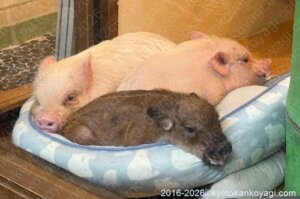 京都ピッグカフェ
