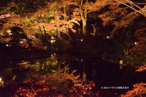 金戒光明寺の紅葉　ライトアップ