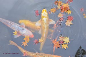 天授庵の紅葉と鯉