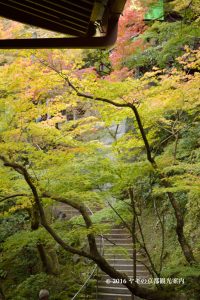 永観堂の岩垣紅葉