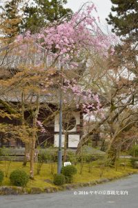 永観堂の桜