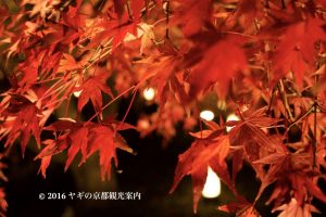 大覚寺の紅葉ライトアップ2017