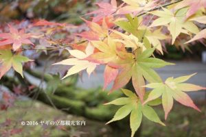 永観堂の紅葉2017