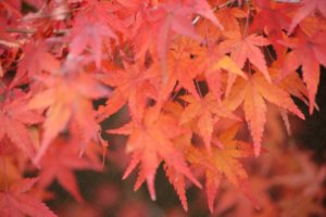 天授庵の紅葉