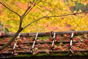 天授庵の紅葉