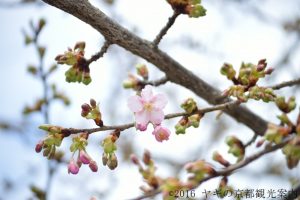 2018京都河津桜