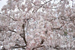 2018年京都御所の糸桜