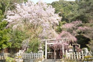 大豊神社の桜2018