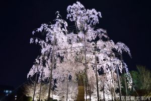 2018年３月29日東寺の桜