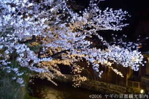 2018年３月27日祇園白川の桜
