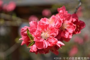 京都御所桃の花