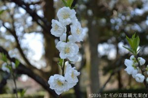 京都御所の桃の花