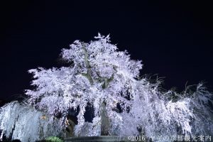 2018年３月27日円山公園の枝垂桜