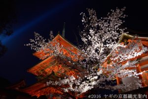 2018年 3月30日清水寺の桜