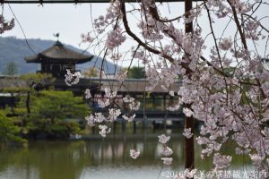 平安神宮神苑の桜2018