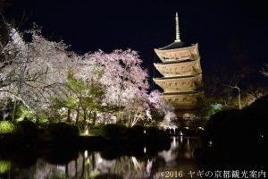 2018年３月30日東寺の桜