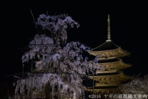 2018年３月30日東寺の桜