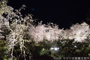 平安神宮しだれ桜コンサート2018