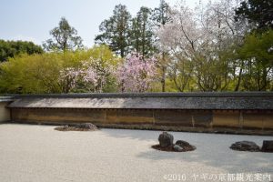 東寺の桜　2018