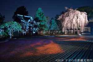 高台寺の桜2018