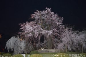 円山公園の桜2018