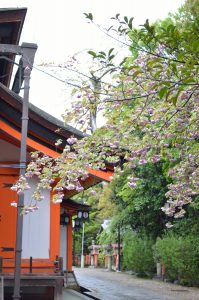 美御前社前の枝垂桜