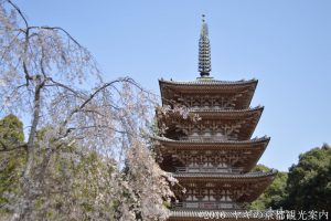 醍醐寺の桜2018