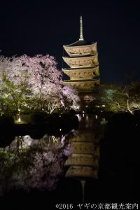 東寺の夜桜ライトアップ2018