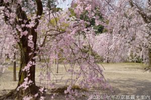 平安神宮神苑の桜2018