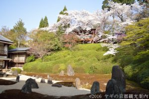 光明院の桜