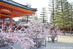 平安神宮の桜2018