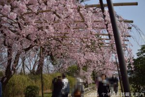 高野川堤の桜　2018