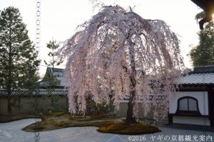 高台寺の桜2018