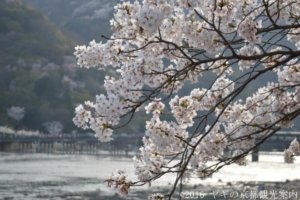 嵐山の桜　2018