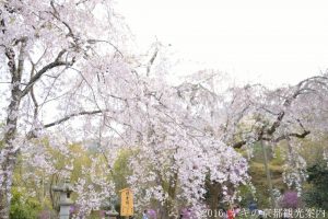 天龍寺の桜　2018