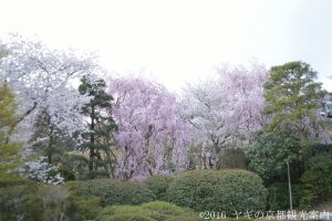 龍安寺の桜　2018