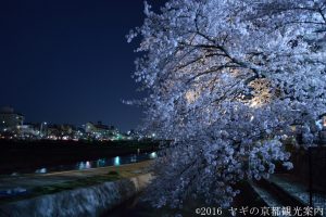 鴨川・高瀬川の桜ライトアップ　2018