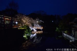 神泉苑の桜　2018