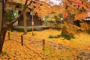 蓮華寺の紅葉