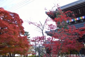 金戒光明寺の紅葉