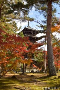 仁和寺の紅葉