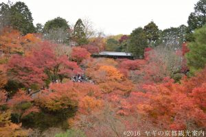 東福寺の紅葉