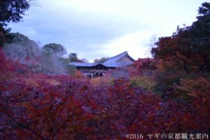 東福寺の紅葉