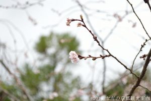 実光院の不断桜