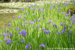 平安神宮西神苑