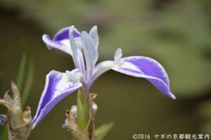 平安神宮神苑の折鶴